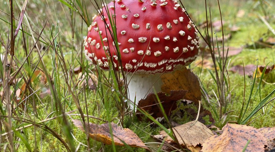 De paddenstoel als symbool voor je persoonlijke ontwikkeling